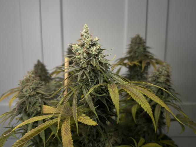 Jack Herer - A Flagship Hybrid. Week 17 - c
