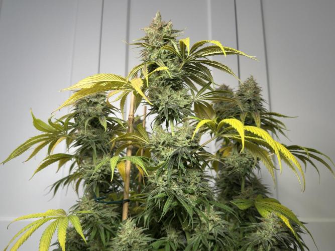 Jack Herer - A Flagship Hybrid. Week 17 - c