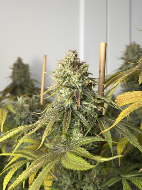 Jack Herer - A Flagship Hybrid. Week 17 - c