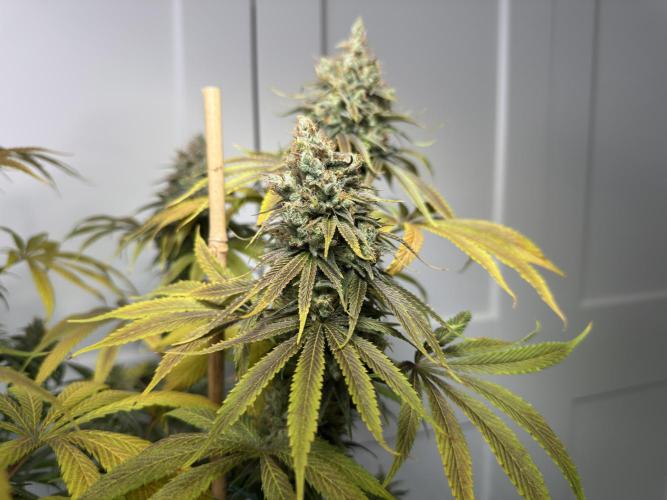 Jack Herer - A Flagship Hybrid. Week 17 - c