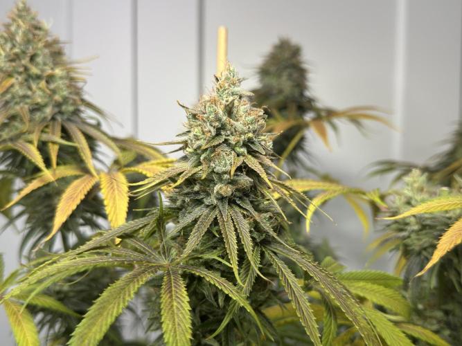 Jack Herer - A Flagship Hybrid. Week 17 - c