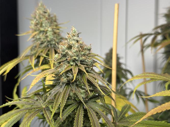 Jack Herer - A Flagship Hybrid. Week 17 - c