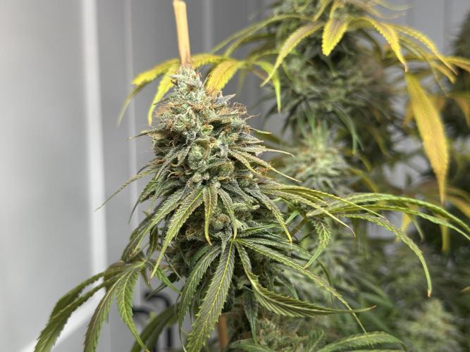 Jack Herer - A Flagship Hybrid. Week 17 - c