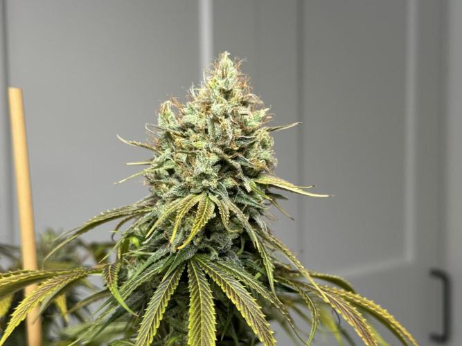 Jack Herer - A Flagship Hybrid. Week 17 - c