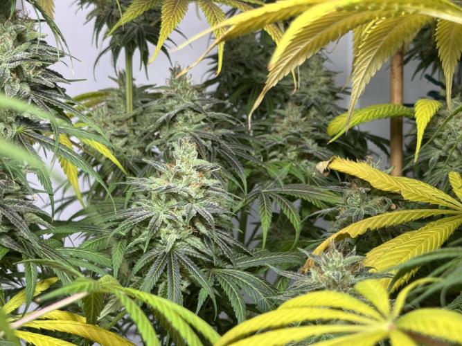 Jack Herer - A Flagship Hybrid. Week 17 - c