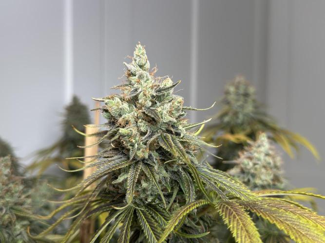 Jack Herer - A Flagship Hybrid. Week 17 - c