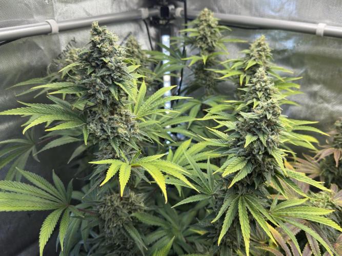 Jack Herer - A Flagship Hybrid. Week 17 - a