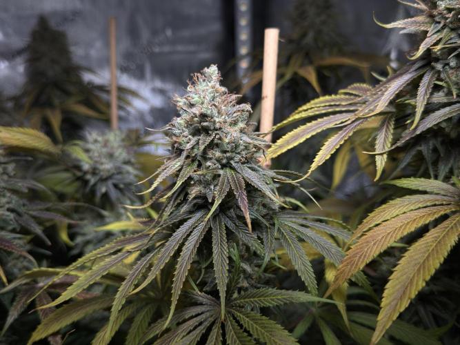 Jack Herer - A Flagship Hybrid. Week 17 - c