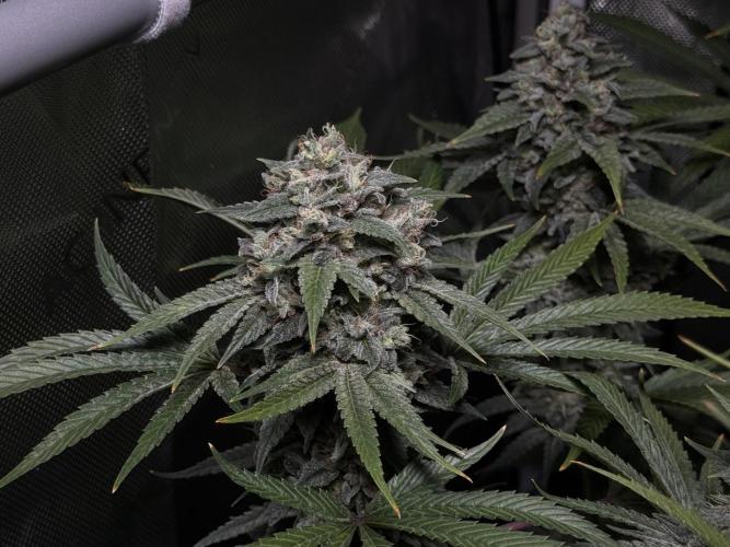 Jack Herer - A Flagship Hybrid. Week 17 - a