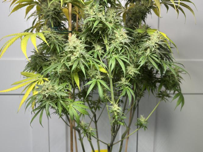 Jack Herer - A Flagship Hybrid. Week 17 - c wild structure not much LST 