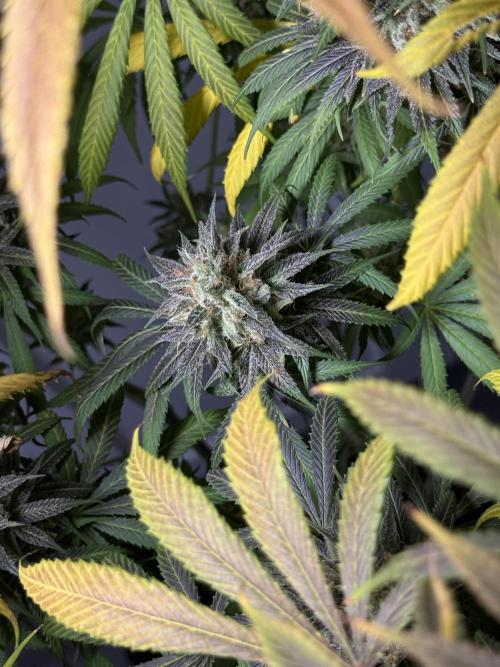 Jack Herer - A Flagship Hybrid. Week 17 - c