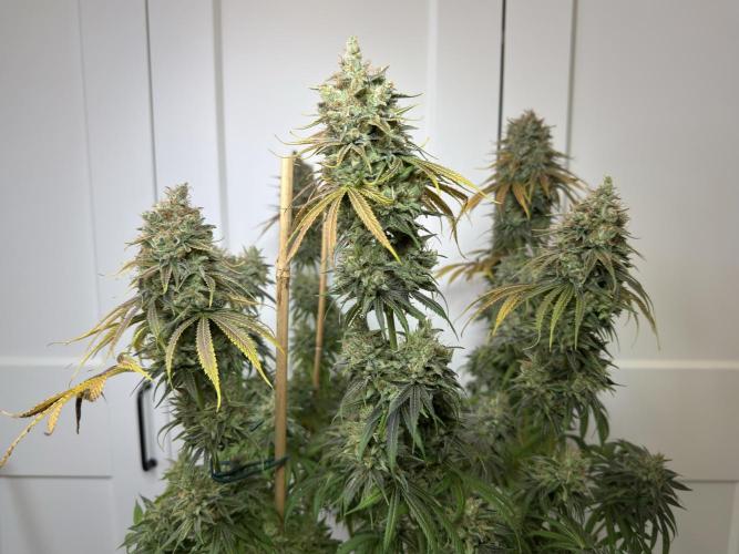 Jack Herer - A Flagship Hybrid. Week 18 - Plant C
