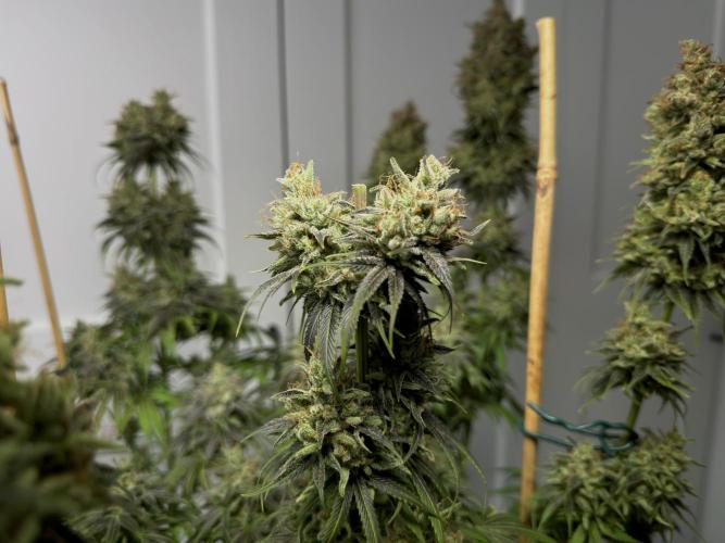 Jack Herer - A Flagship Hybrid. Week 18 - C - Headbud sacrifice 