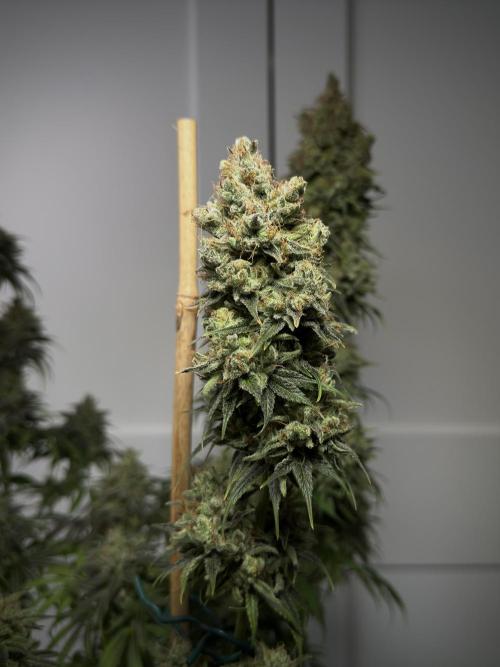 Jack Herer - A Flagship Hybrid. Week 18 - C