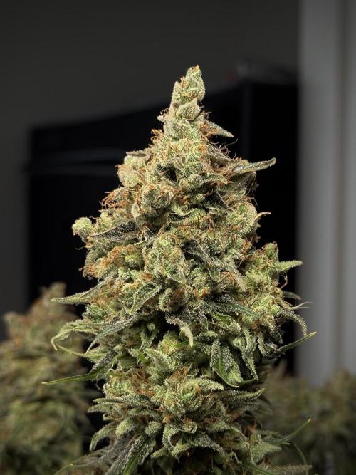 Jack Herer Fem. Week 18