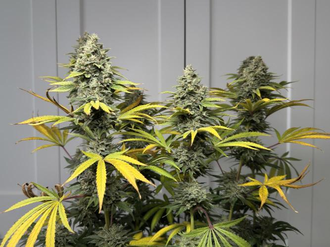 Jack Herer - A Flagship Hybrid. Week 18 - Plant A