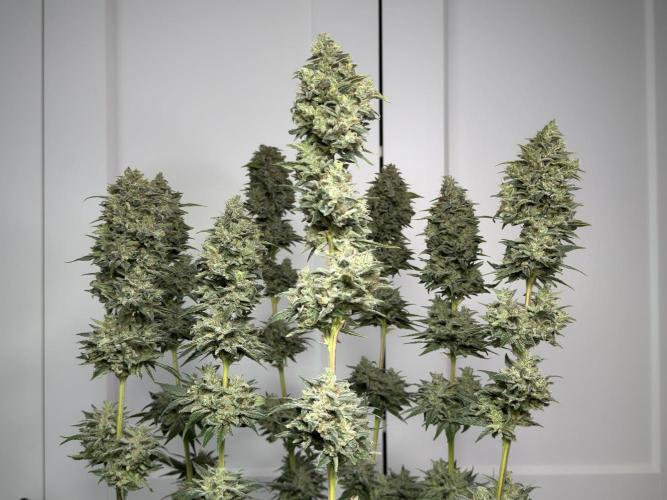 Jack Herer - A Flagship Hybrid. Week 18 - A