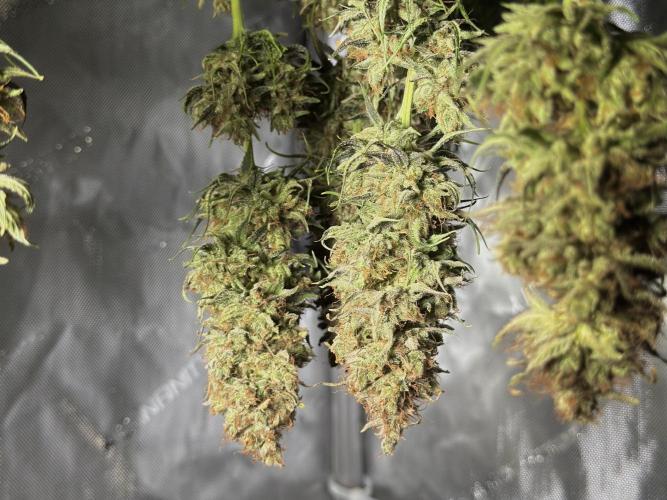 Jack Herer - A Flagship Hybrid. Week 18 - C