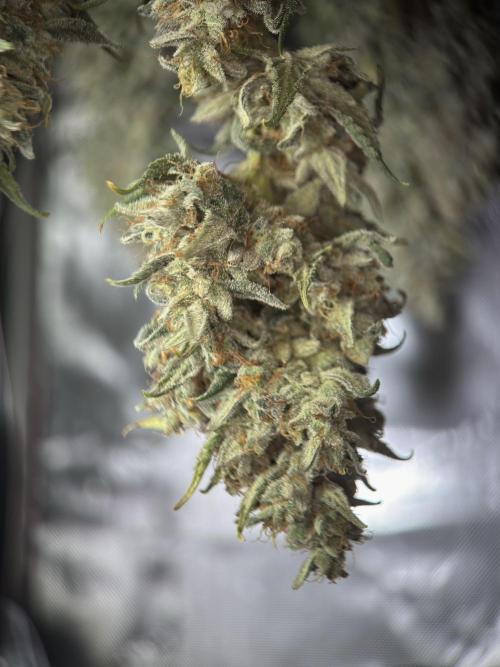 Jack Herer - A Flagship Hybrid. Week 18 - A
