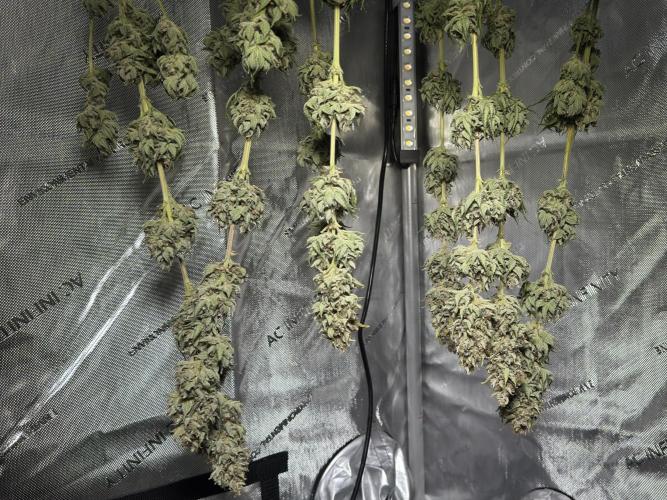 Jack Herer Fem. Week 18