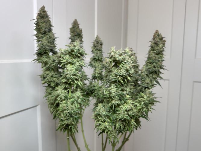 Jack Herer - A Flagship Hybrid. Week 18 - Plant B - Headbud sacrifice 