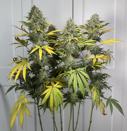 Jack Herer - A Flagship Hybrid. Week 18 - Plant A stretched too much due to stress
