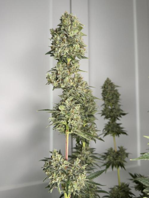 Jack Herer Fem. Week 18