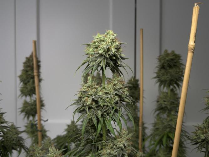 Jack Herer Fem. Week 18