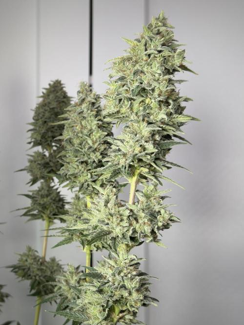 Jack Herer Fem. Week 18
