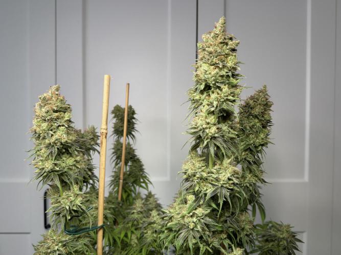 Jack Herer - A Flagship Hybrid. Week 18 - C