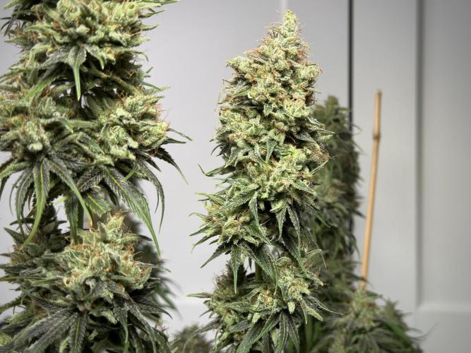 Jack Herer - A Flagship Hybrid. Week 18 - C