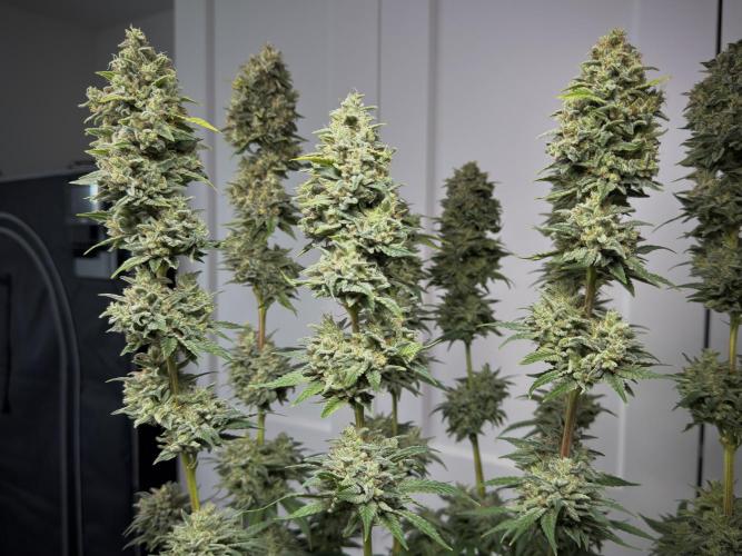 Jack Herer Fem. Week 18