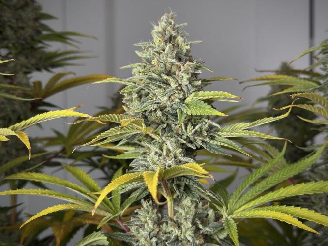 Jack Herer - A Flagship Hybrid. Week 18 - Plant A - bud developmend was a bit behind compared to the other plants