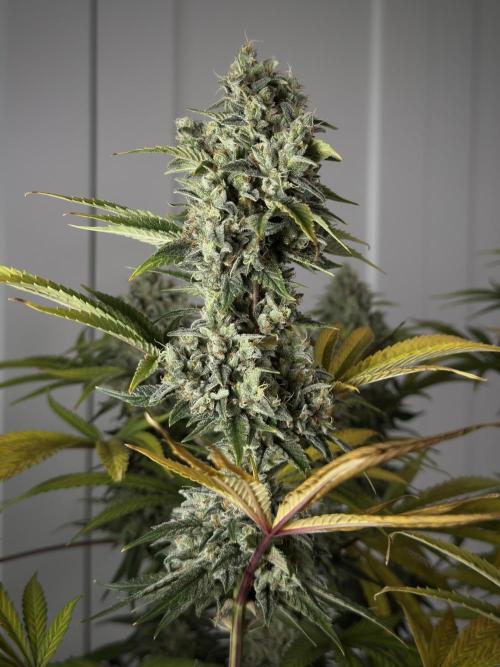 Jack Herer Fem. Week 18