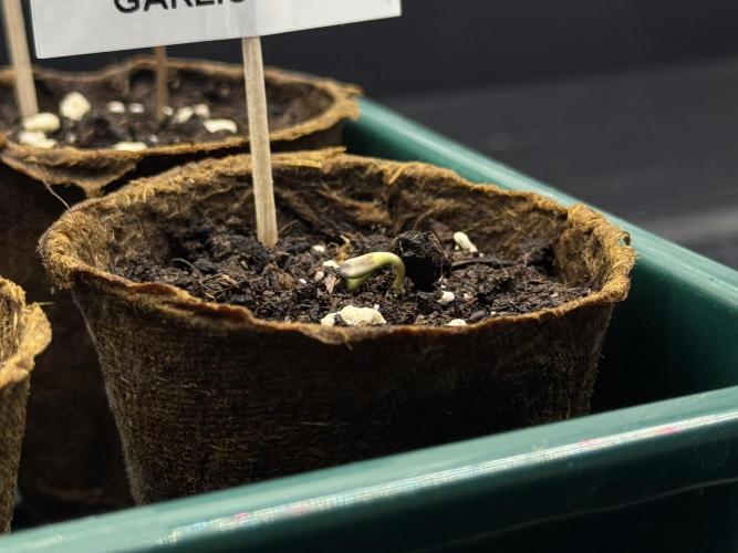 Garlic Gas ⛽️ fem - Sensi Seeds. Week 0 - Garlic Gas plant #2 - day 2 since germination