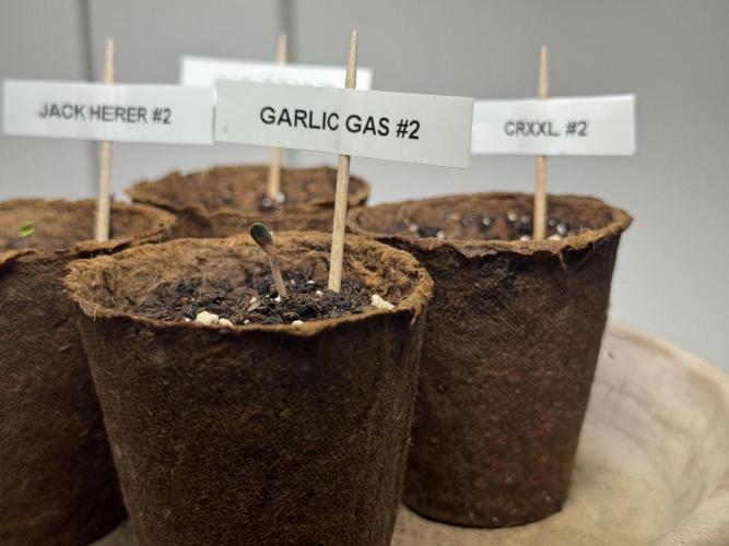 Garlic Gas ⛽️ fem - Sensi Seeds. Week 0 - Garlic Gas plant #2 - day 2 since germination