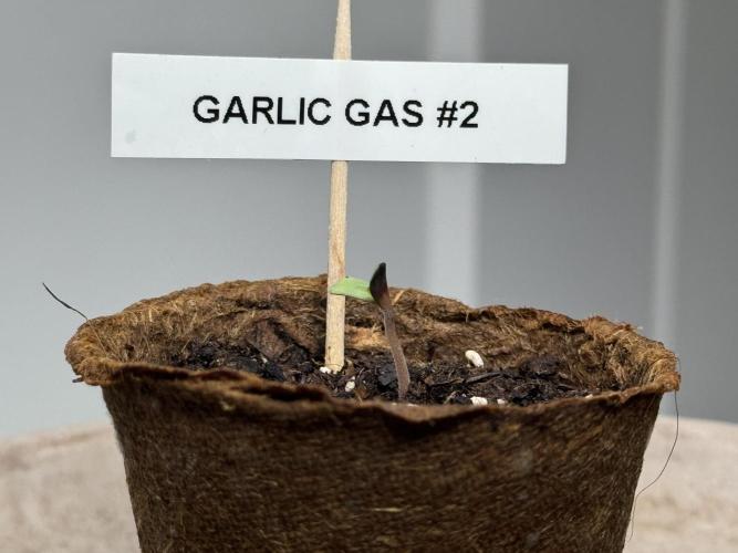 Garlic Gas ⛽️ fem - Sensi Seeds. Week 0 - Garlic Gas plant #2 - day 2 since germination
