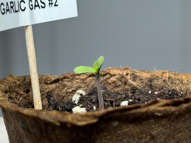 Garlic Gas ⛽️ fem - Sensi Seeds. Week 0 - Garlic Gas plant #2 - day 2 since germination