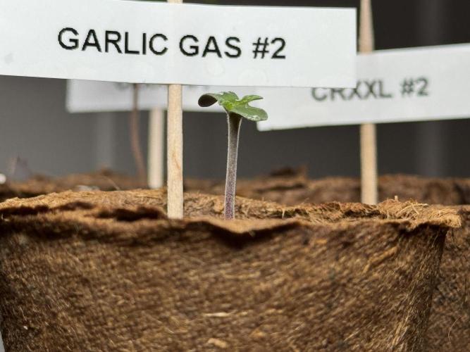 Garlic Gas ⛽️ fem - Sensi Seeds. Week 0 - Garlic Gas plant #2 - day 3 since germination