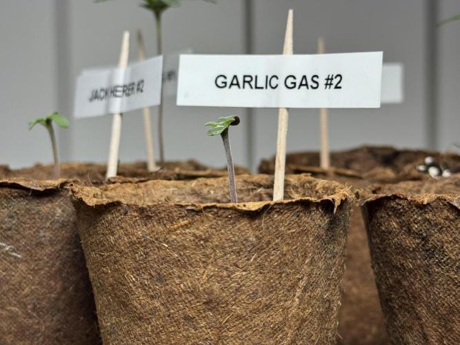 Garlic Gas ⛽️ fem - Sensi Seeds. Week 0 - Garlic Gas plant #2 - day 3 since germination