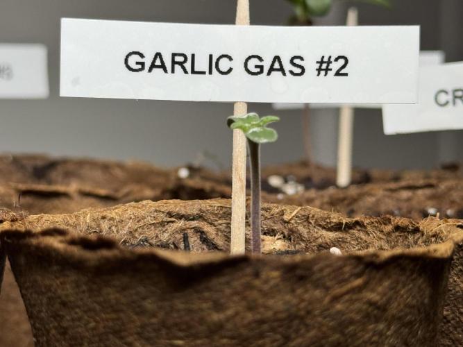 Garlic Gas ⛽️ fem - Sensi Seeds. Week 0 - Garlic Gas plant #2 - day 3 since germination
