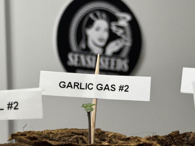 Garlic Gas ⛽️ fem - Sensi Seeds. Week 0 - Big thank you to Sensi Seeds for supporting this run