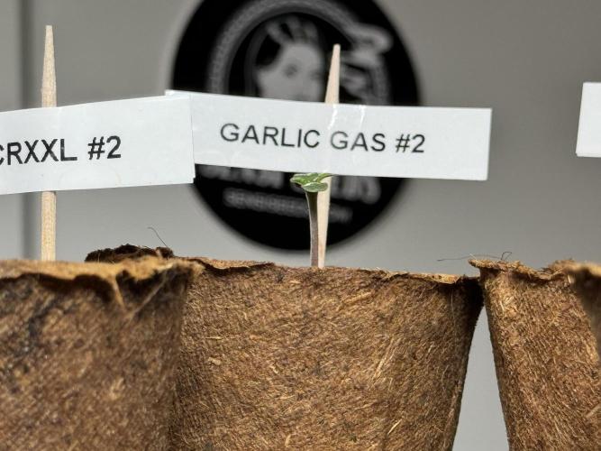 Garlic Gas ⛽️ fem - Sensi Seeds. Week 0 - Garlic Gas plant #2 - day 4 since germination