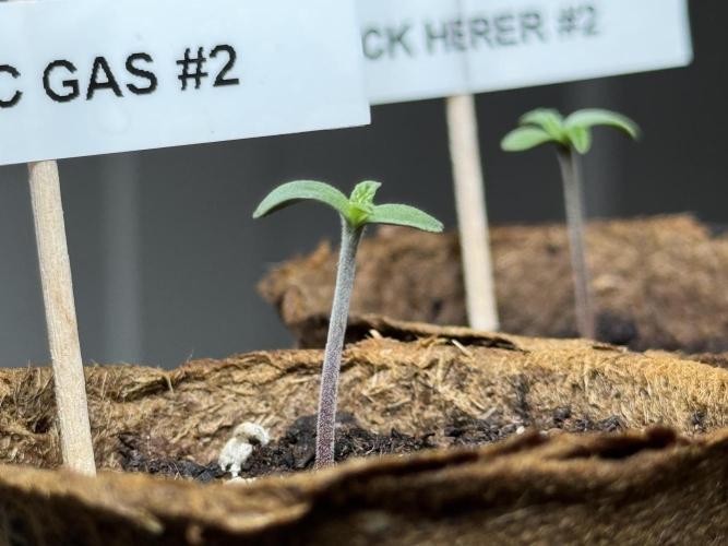 Garlic Gas ⛽️ fem - Sensi Seeds. Week 0 - Garlic Gas plant #2 - day 3 since germination