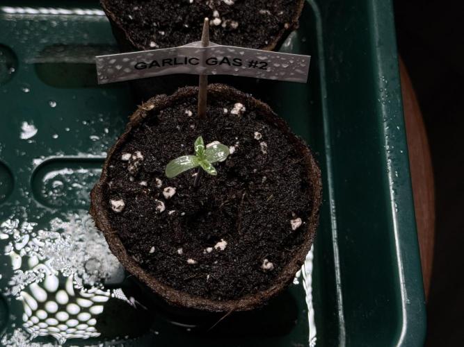 Garlic Gas ⛽️ fem - Sensi Seeds. Week 0 - Garlic Gas plant #2 - day 3 since germination