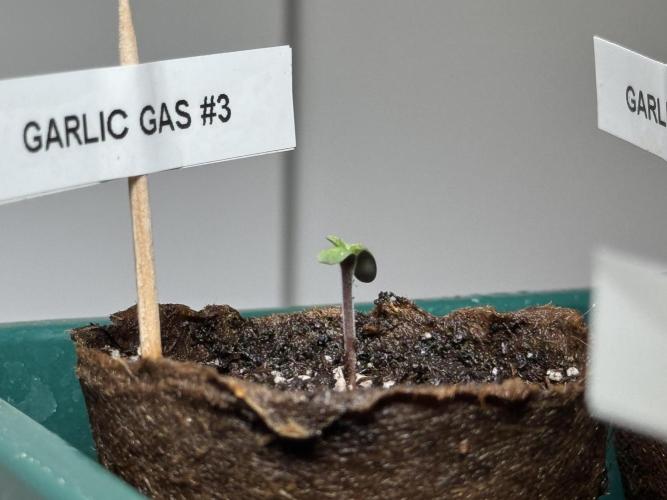 Garlic Gas ⛽️ fem - Sensi Seeds. Week 0 - Garlic Gas plant #3 - day 3 since germination