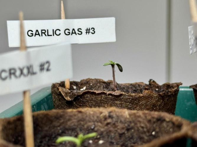 Garlic Gas ⛽️ fem - Sensi Seeds. Week 0 - Garlic Gas plant #3 - day 3 since germination