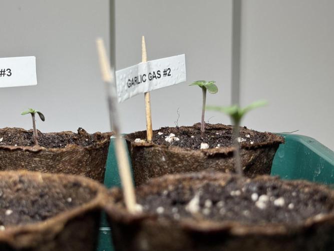 Garlic Gas ⛽️ fem - Sensi Seeds. Week 0 - Garlic Gas plant #2- day 3 since germination