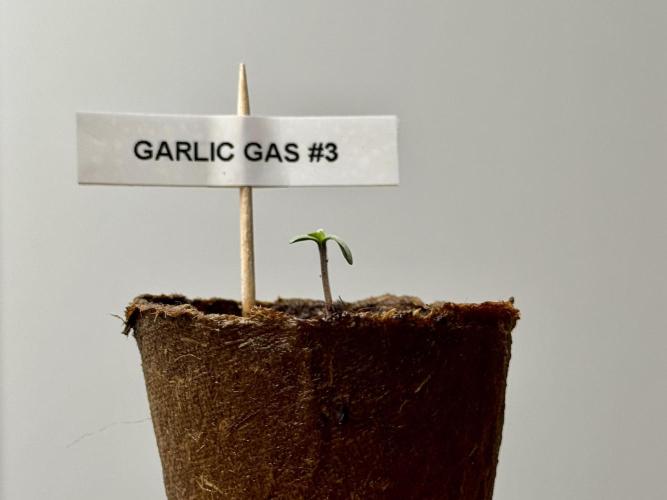 Garlic Gas ⛽️ fem - Sensi Seeds. Week 0 - Garlic Gas plant #3 - day 3 since germination