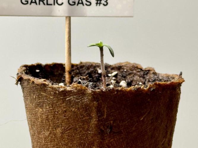 Garlic Gas ⛽️ fem - Sensi Seeds. Week 0 - Garlic Gas plant #3 - day 3 since germination